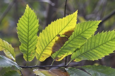 leaf type