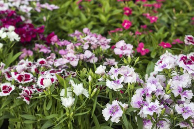 Flowerbed of Dianthus barbatus (Sweet William)