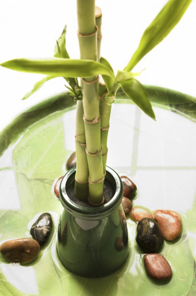 lucky bamboo