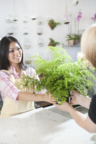 buying healthy plant