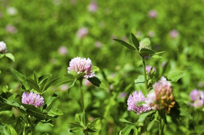 clover flowers - the flowers of a clover photographed by a close up. spring season