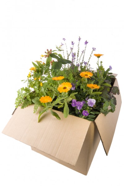 Garden in a box