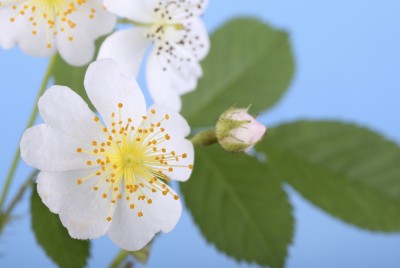 Multiflora Rose