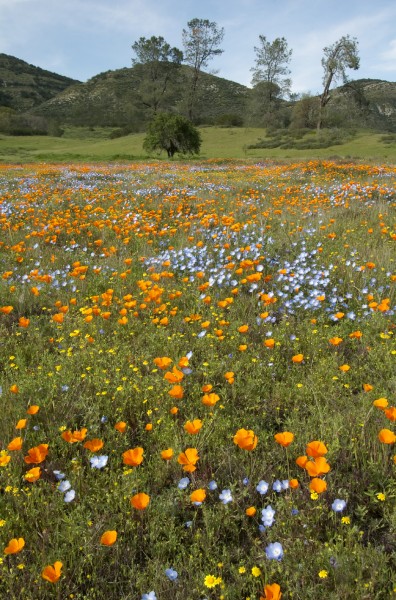 California Spring Wildflowers and Oak Woodland