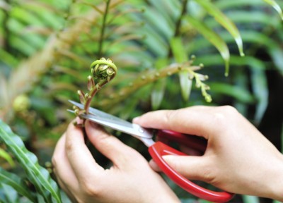 wild-harvesting-fern