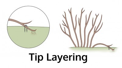 tip-layering