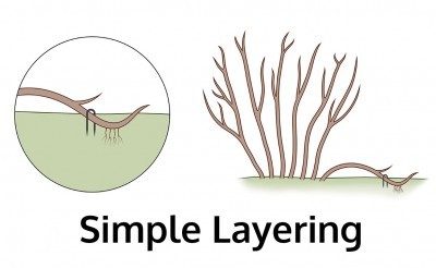 simple-layering