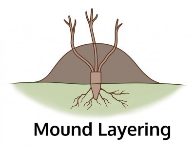 Mounding