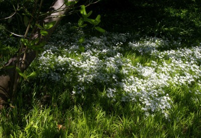 dappled-shade