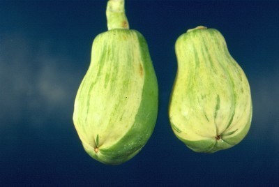 variegated-papaya-fruit