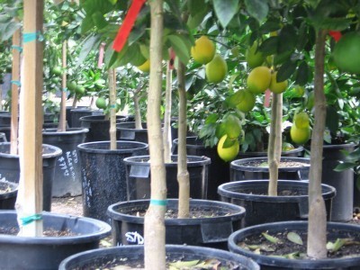 nursery pots