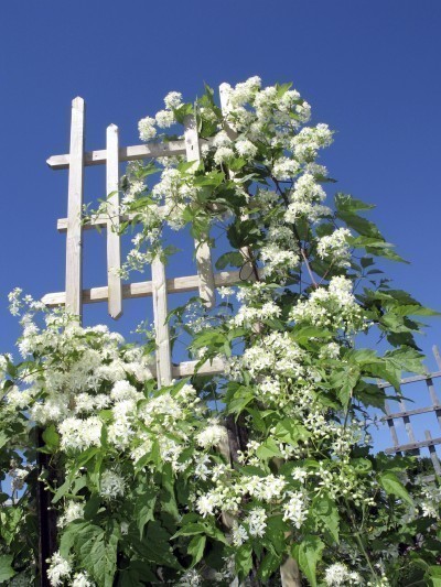 garden trellis