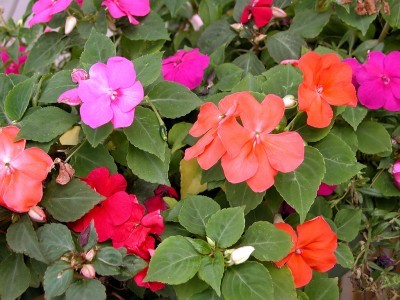 impatiens-water-indicators