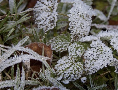 hard-frost