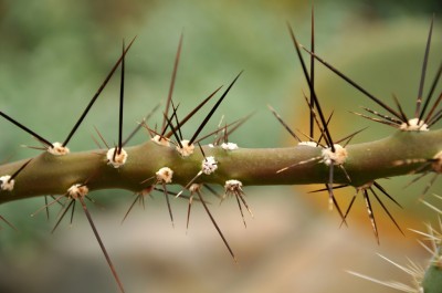 thorny-plant