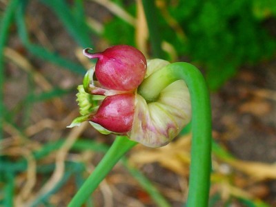 garlic bulbil