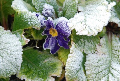 frosted-flower