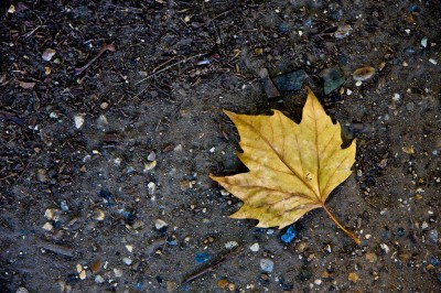 fallen-leaf