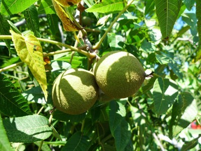 black-walnut-tree