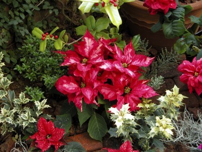 christmas plants