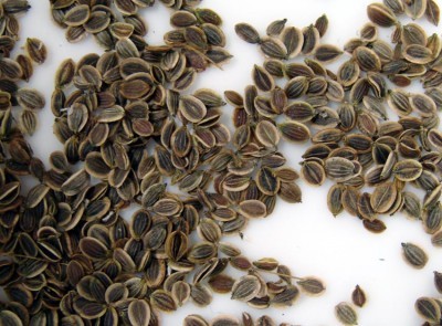 seeds