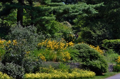 hillside-garden