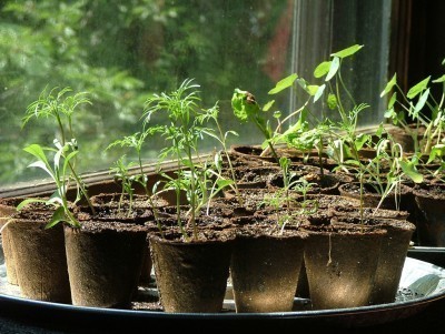 seedlings