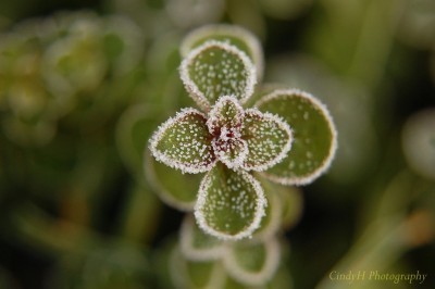 frosty-plant