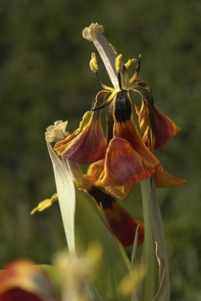 dead tulip flower