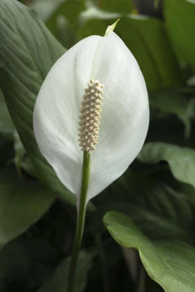 spathiphyllum with leaves background in the orangery (Peace Lily)
