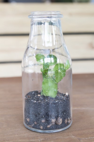 bottle garden