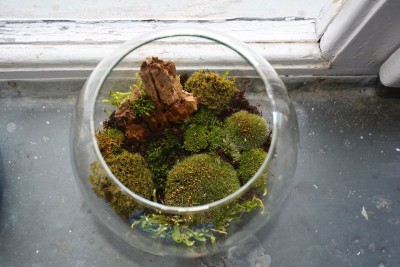 moss terrarium