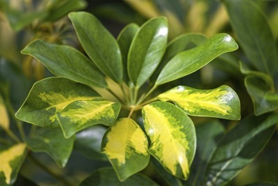 tropical plants araliaceae schfflera arboricola hayata