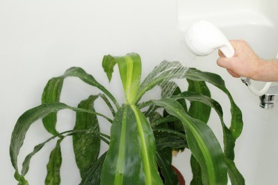 Dracaena houseplant being given a shower in the bathtub to clean dust off and hydrate it.