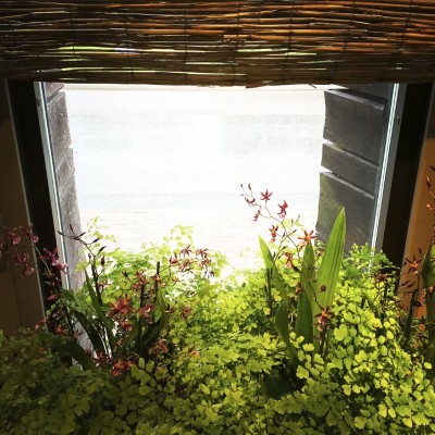 Light coming through the window decorated with green plants.