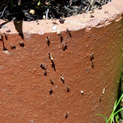 ants in houseplant