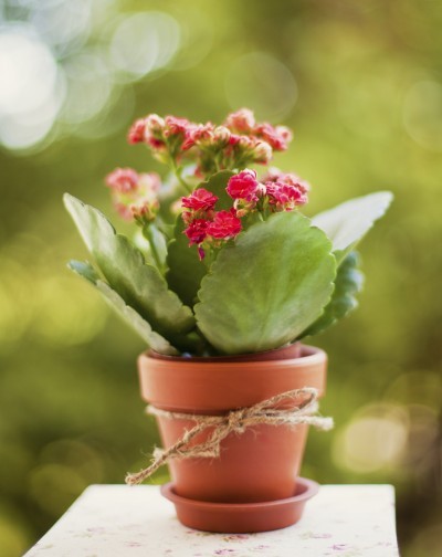 kalanchoe calandiva