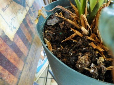 dug up houseplant