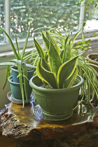 House Plants Growing Wild