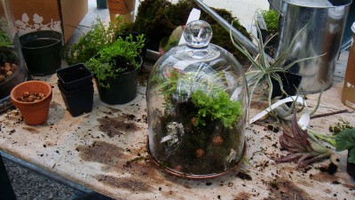 terrarium