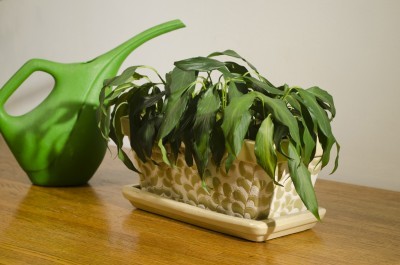 wilted house plant with pitcher_3