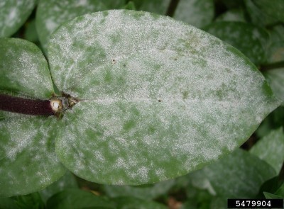 powdery-mildew