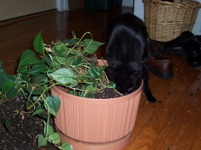 cat-in-houseplant