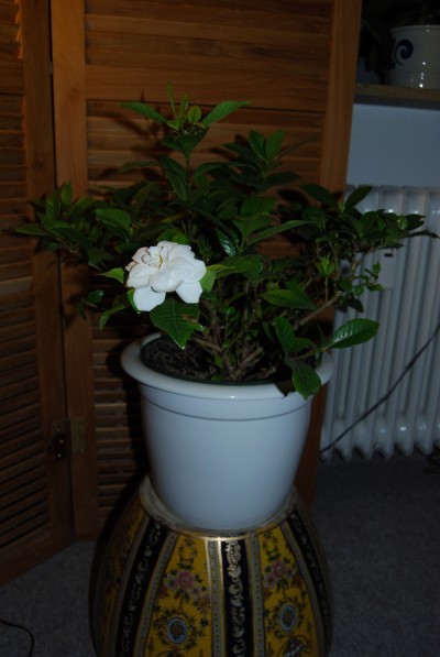 gardenia-houseplant