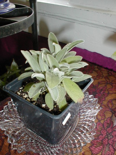 sage houseplant