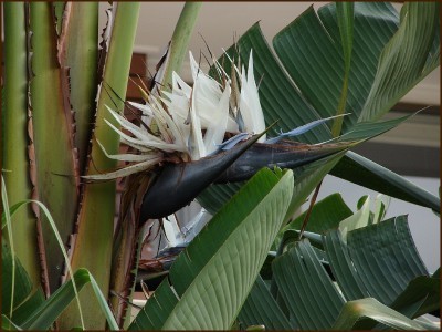 split-bird-of-paradise-leaves