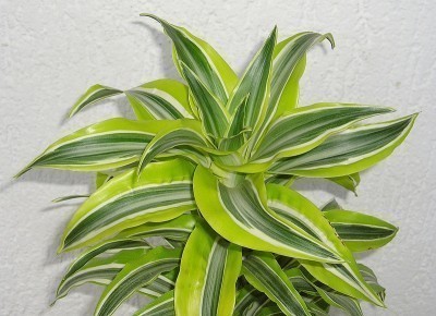 dracaena