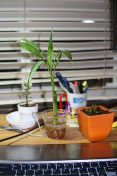 dorm-room-plants