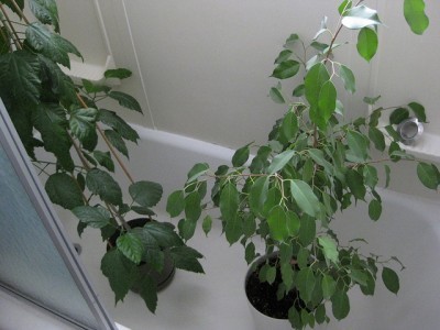 houseplants-shower