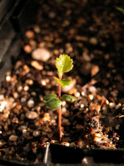 houseplant-seedling